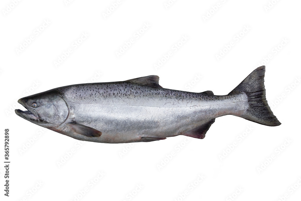 The Chinook salmon is the largest species in the Pacific salmon. Other