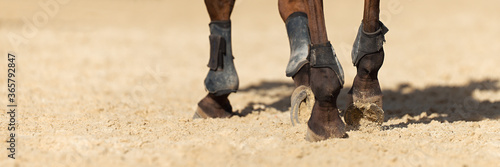 Fototapeta Naklejka Na Ścianę i Meble -  The horse runs on the sandy road the detail of the hooves	