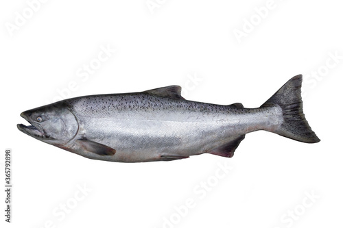 The Chinook salmon  is the largest species in the Pacific salmon.  Other vernacular names for the species include king salmon The scientific species name is based on the Russian common name  (чавыча). photo