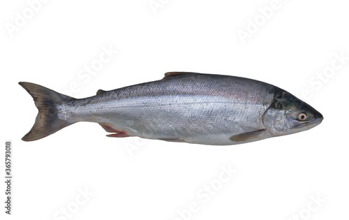 Russia, Kamchatka,Sockeye salmon ,. also called red salmon. photo