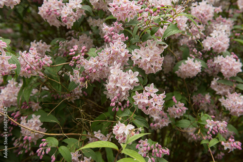 Summer Flowering Pink Flowers on a  Rose Deutzia Shrub (Deutzia x rosea 'Yuki Cherry Blossom') Growing in a Garden in Rural Cornwall, England, UK