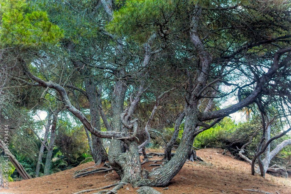 Fototapeta premium Pine tree grown at sand dune at Las Salinas beach in Ibiza, Spain.