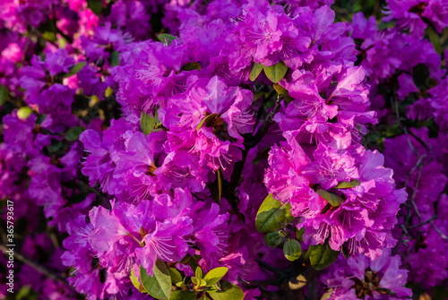 Tableau sur toile Rhododendron pink flower blooming on day light in the garden