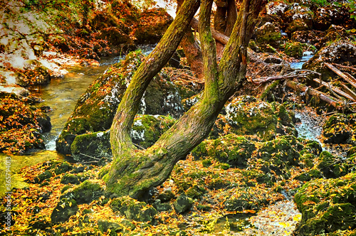 Calm emerald green water of mountain river passing by under forest surroundings.