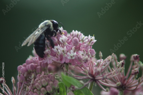 bumblebee and prennials flower photo