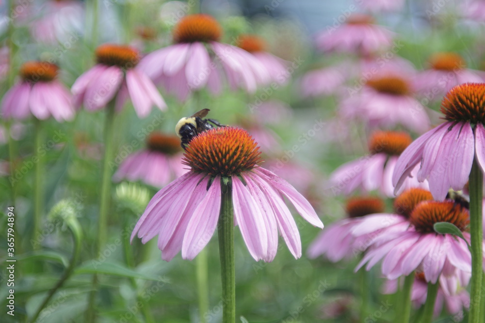 bumblebee and the robinglow flower bumblebee and the robinglow flower
