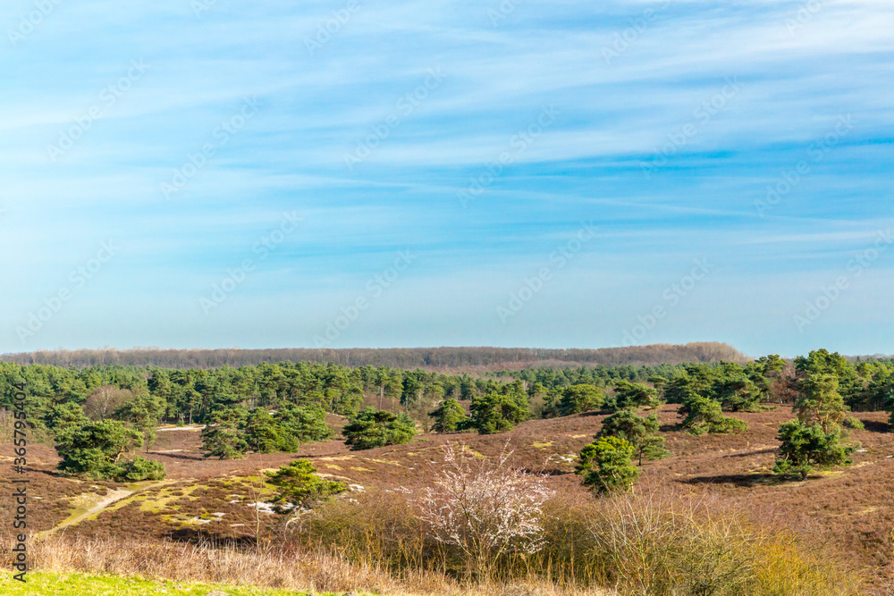 Brunssummerheide forest with green pines among the dry heather interspersed with undergrowth, grass, shrubs and pine trees in the background, sunny day with blue sky on South Limburg, Netherlands Brunssummerheide forest with green pines among the dry heather interspersed with undergrowth, grass, shrubs and pine trees in the background, sunny day with blue sky on South Limburg, Netherlands
