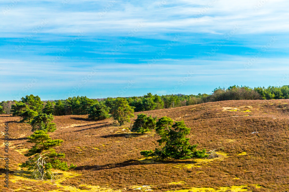 Fototapeta premium Heather landscape in the Dutch countryside with green trees on field against blue sky, trees in the background, sunny day in Brunssummerheide in Brunssum, South Limburg, Netherlands