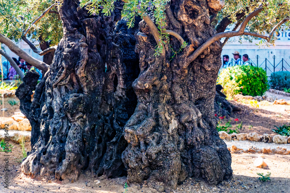 Old olive tree in Gethsemane Garden, a place where Jesus prayed on the night of His betrayal and arrest in Jerusalem, Israel.