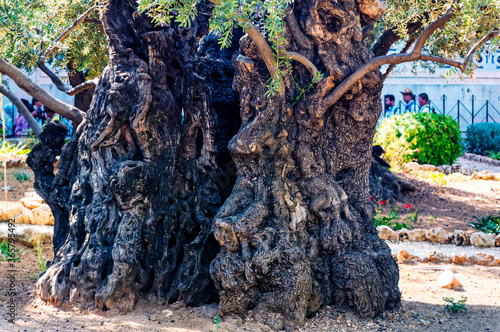 Old olive tree in Gethsemane Garden, a place where Jesus prayed on the night of His betrayal and arrest in Jerusalem, Israel. photo