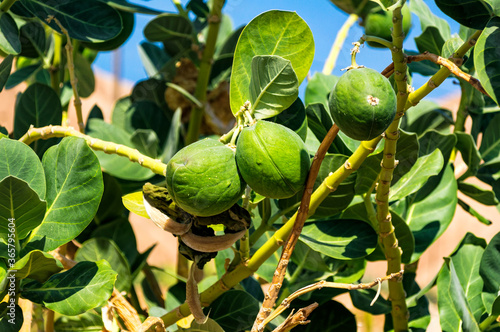 Poisonous fruit of Apple of Sodom tree (Calotropis Procera) at Ein Gedi natural reserve near Dead Sea in Israel. photo