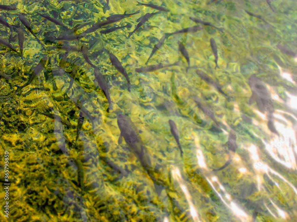 Fishes in fresh lake water in Plitvice Natural Park in Plitvice, Croatia.