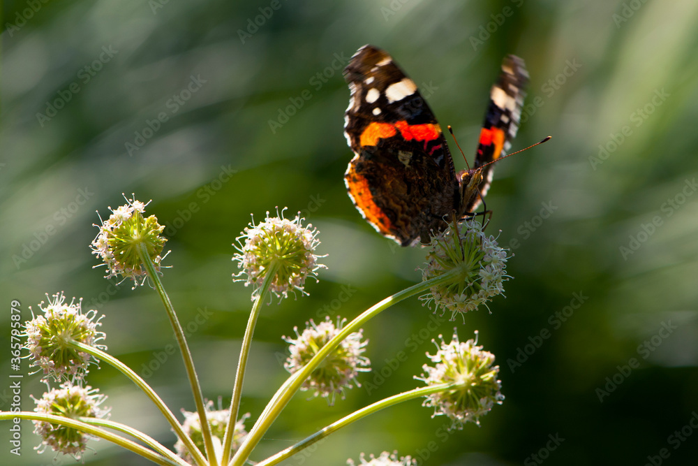 beautiful butterfly sits on a plant with green background
beautiful butterfly sits on a plant with green background