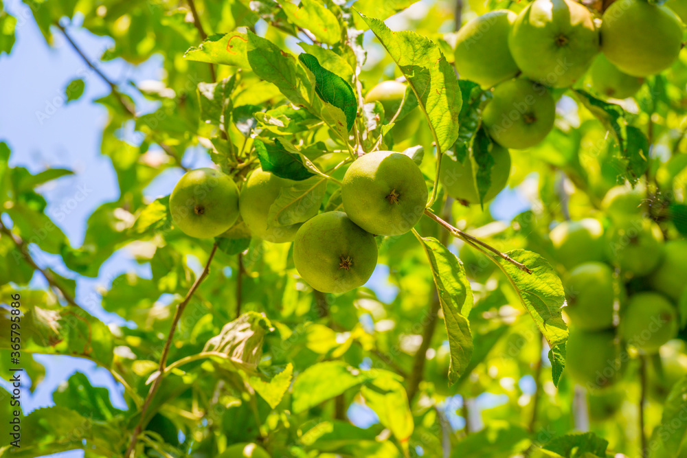 Apples in an apple tree cultivated in a garden in bright sunlight in summer, Almere, Flevoland, The Netherlands, July 19, 2020