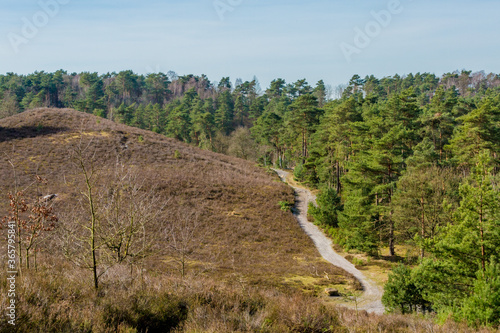 Dirt road between dry heather interspersed with undergrowth, grass and shrubs and lush green pine trees, sunny day at Brunssummerheide in South Limburg, Netherlands Holland