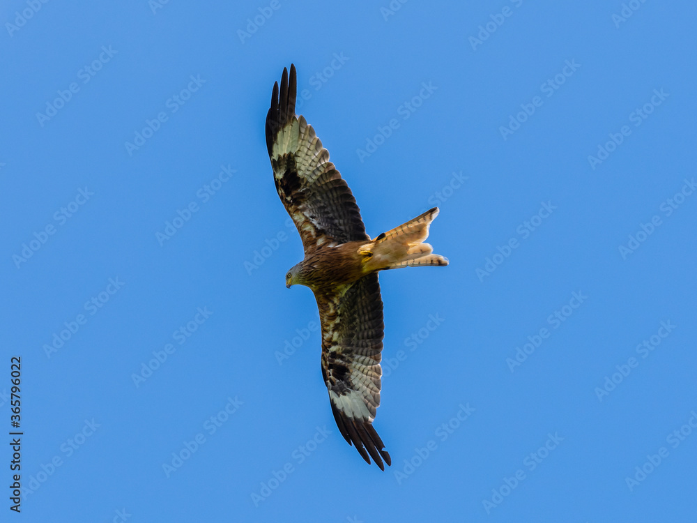 red kite on the hunt