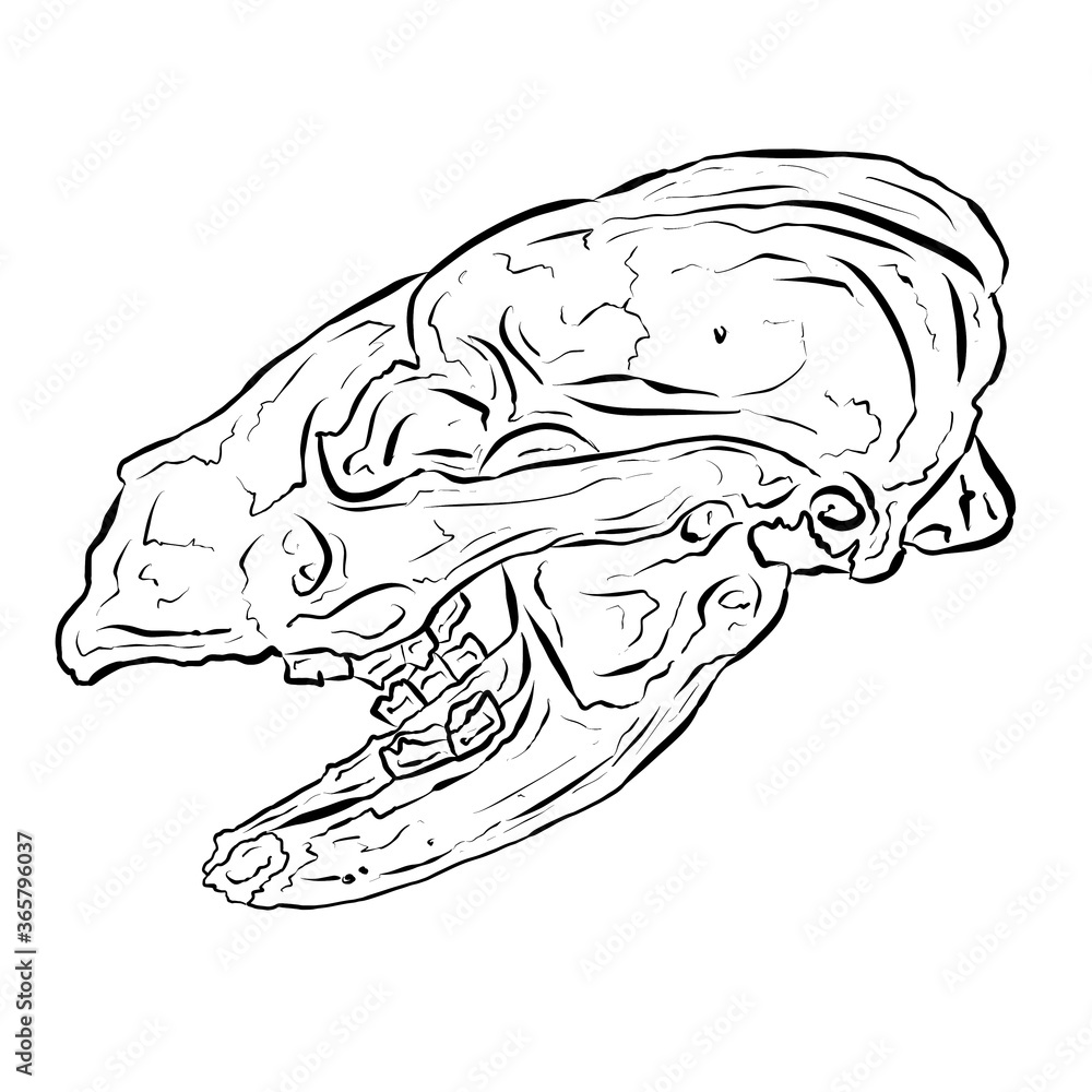 Obraz premium Black Line Art Sketch of an Animal Skull On White Background