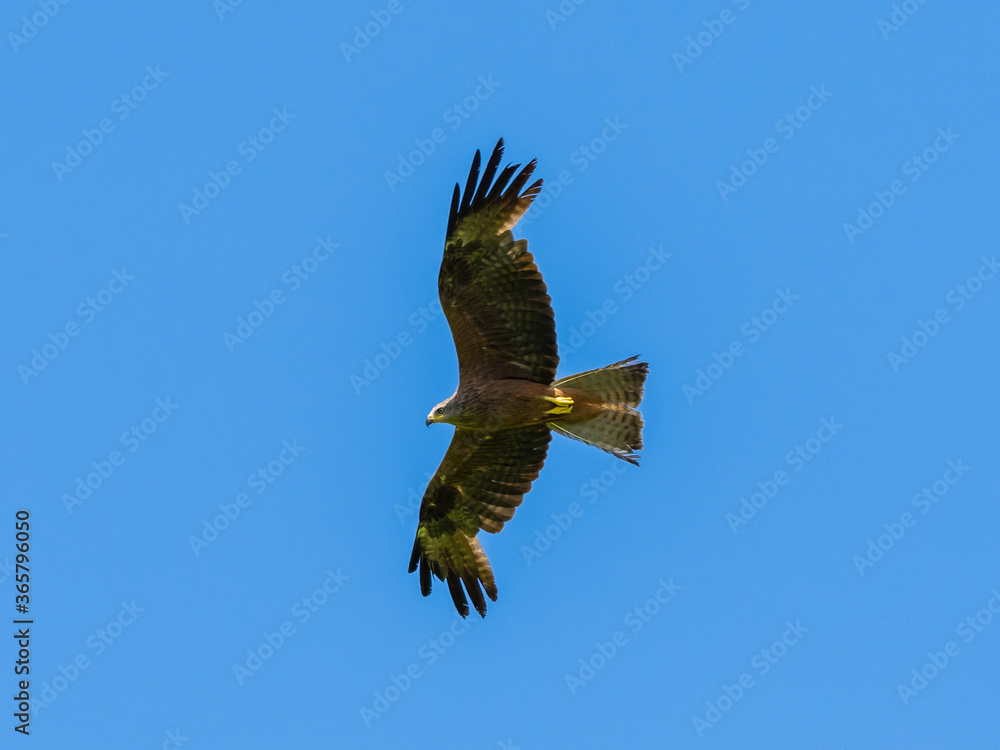 Obraz premium red kite on the hunt