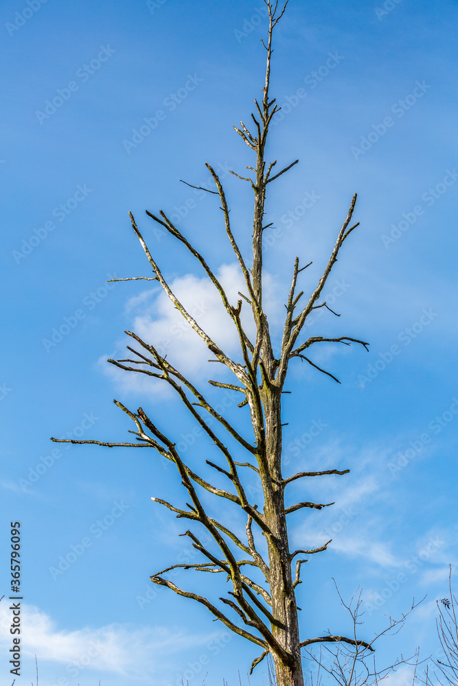 Dry trunk of a dead tree with a splendid blue sky and white clouds in the background, wonderful cold day at Brunssummerheide in South Limburg, Netherlands Holland Dry trunk of a dead tree with a splendid blue sky and white clouds in the background, wonderful cold day at Brunssummerheide in South Limburg, Netherlands Holland