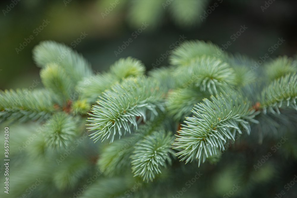Fir tree brunch close up. Shallow focus. Fluffy fir tree brunch close up. Christmas wallpaper concept. Copy space.
Fir tree brunch close up. Shallow focus. Fluffy fir tree brunch close up. Christmas wallpaper concept. Copy space.