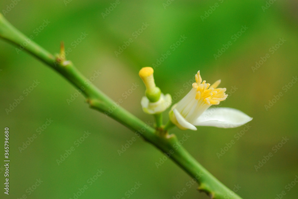 The flowers of lemons on the tree after the rain The flowers of lemons on the tree after the rain