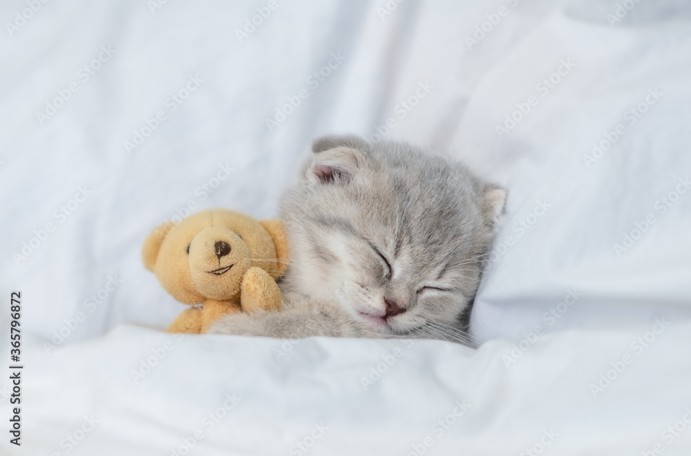 Cute kitten sleeps under blanket on a bed at home and hugs favorite toy bear. Top down view