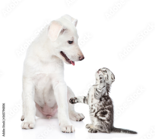 Playful kitten with puppy. isolated on white background