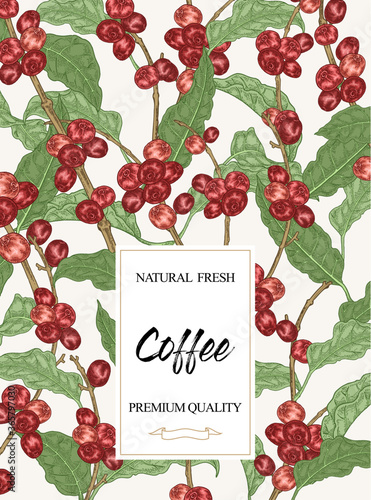 Coffee background. Coffe tree branches with leaves and coffee beans. Vector illustration. Colorful sketch style.