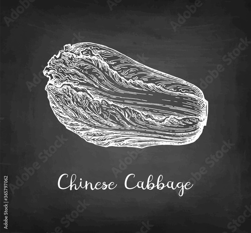 Chalk sketch of napa or Chinese cabbage.