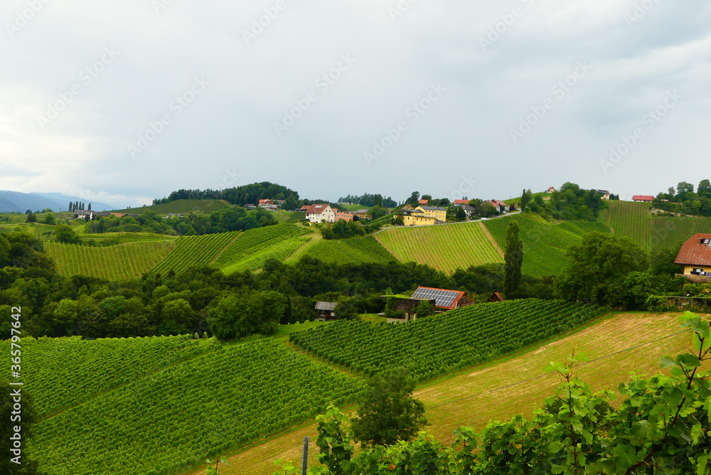 steirische Landschaft mit Weingärten