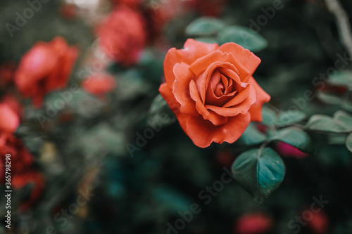 Schilderij op canvas Beautiful blooming pink rose on a bush in the garden