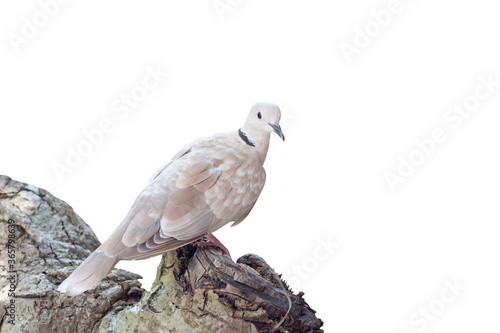 Zebra dove is stand perched on dry log isolated on white background.