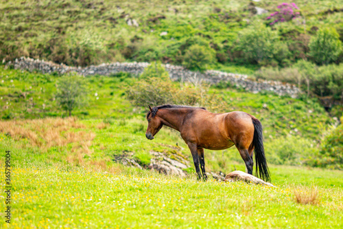 Brown Connemara Pony on green grass with small flowers a stone fence with abundant green vegetation in the blurred background  sunny spring day in County Galway  Ireland