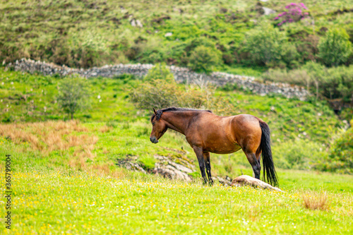 Photography Brown Connemara Pony on green grass with small flowers a stone fence with abunda