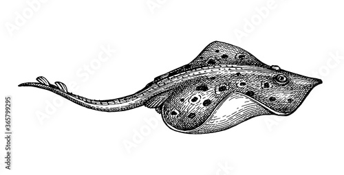 Ink sketch of stingray.