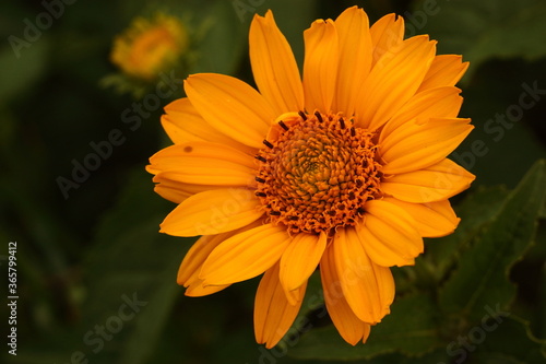 orange flower in the garden