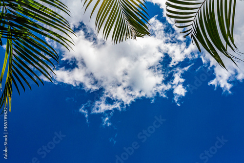 Green palm leaves, branches with green leaves framing a deep blue sky with small white cloud, sunny tropical day, space for text or copy space © Emile