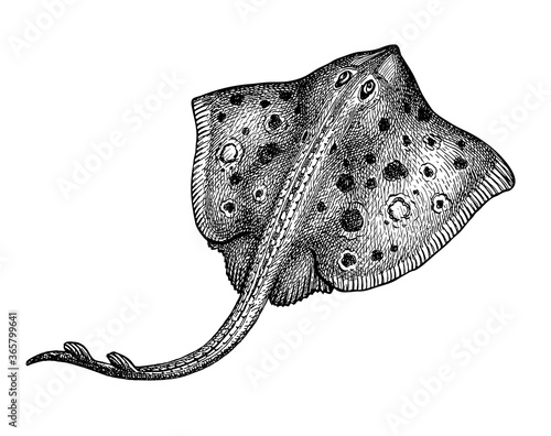 Ink sketch of stingray.