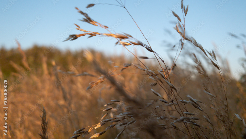 Fototapeta premium grass and reed in the wind
