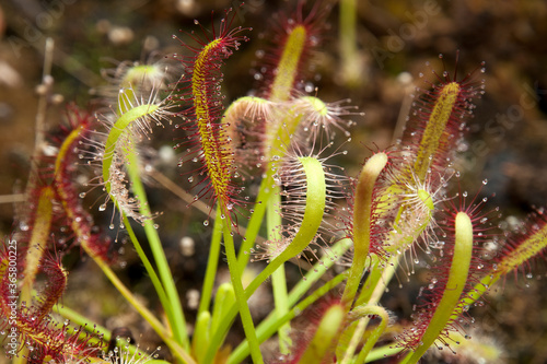 Sydney Australia, close-up of sundew plants with red and white sticky mucilage to catch insects photo