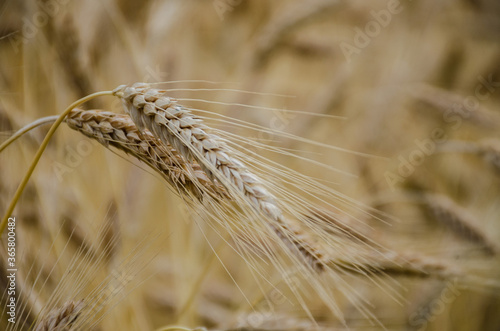 Grano - campo - agricoltura - spiga - cereali - alimento - coltivazioni