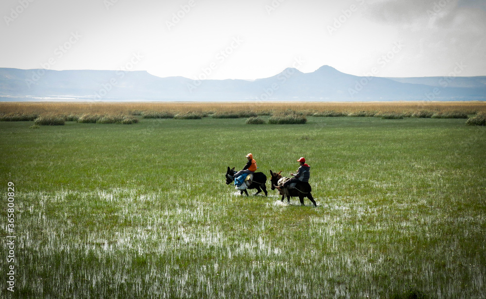 Two teenagers are riding two donkeys through a green valley covered with water and long grasses. Boys riding mules in a valley with mountain background.