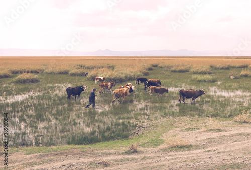 Fototapeta Naklejka Na Ścianę i Meble -  Shepherd is driving his grazing cows outside the mud. Villager and his animals are passing through the plain valley covered with water and grass.