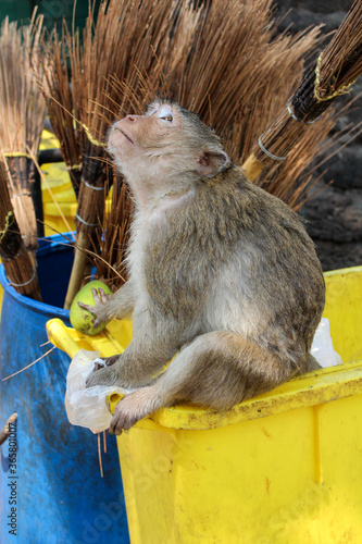 TEMPLE Phra Prang Sam Yod À LOPBURI ENTOURÉ DE MACAQUES CRABIERS - THAILANDE photo