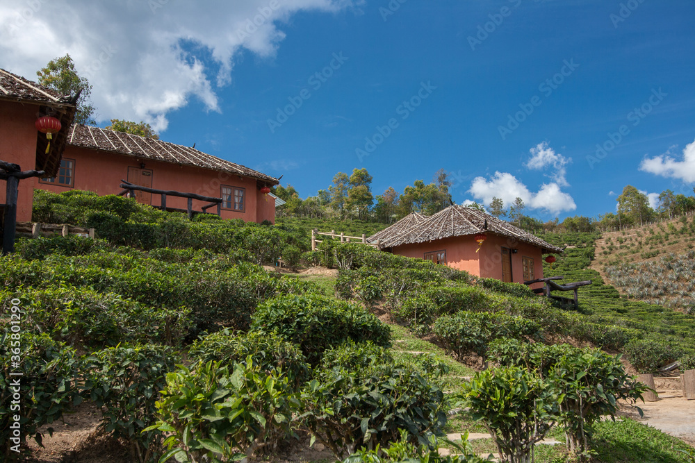 Traditional Chinese style hut in the Tea farm at Rak Thai Village, Thailand Traditional Chinese style hut in the Tea farm at Rak Thai Village, Thailand