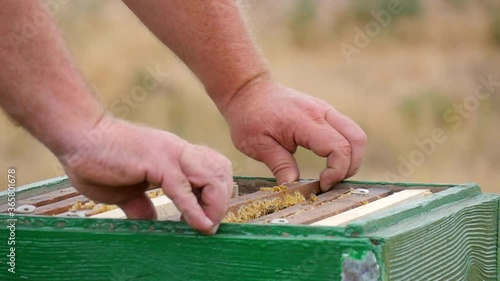 The Beekeeper's Hands Took the Honey Frame Out of the Beehive on the Apiary. Honeycombs with Tasty Honey Overflowed the Frame. Sweet Honey Drips Down From the Honey Frame.