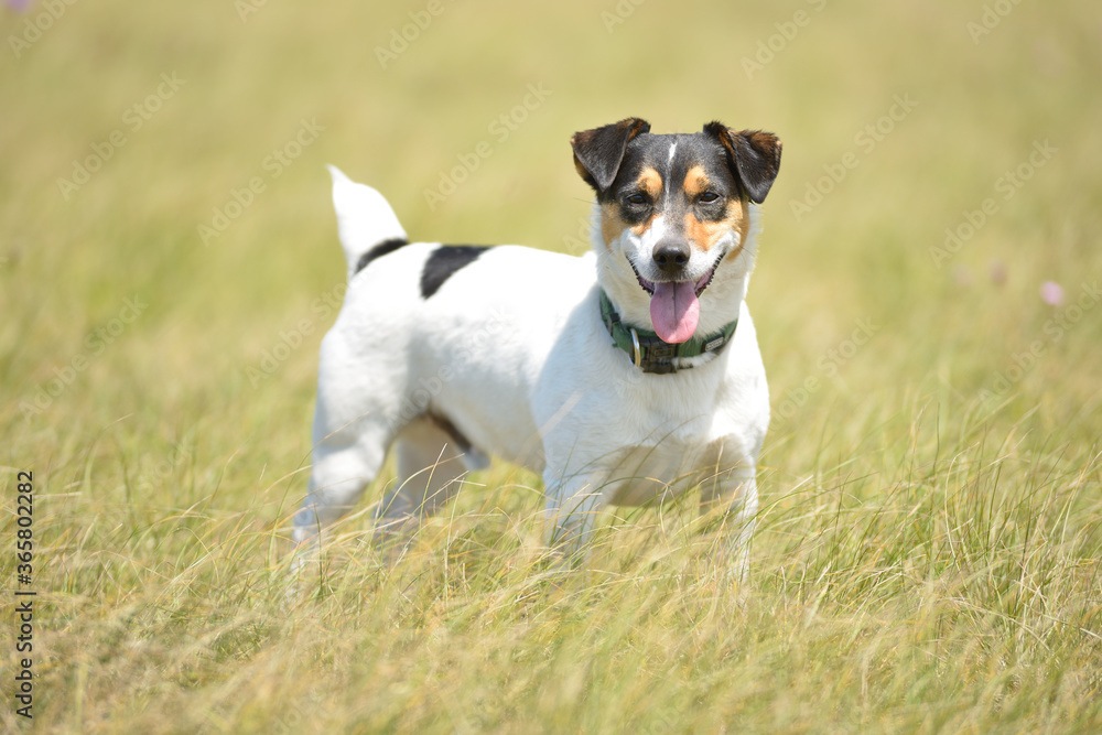 Jack Russel Jack Russel