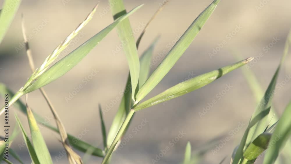 close-up of green grass in the wind close-up of green grass in the wind