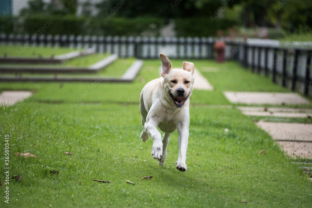 Golden Labrador retriever run on grass field Golden Labrador retriever run on grass field