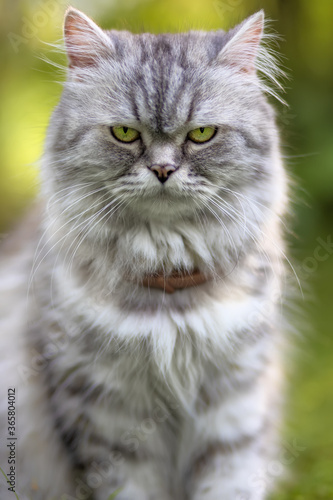 Billede på lærred Portrait of a frowning angry gray cat